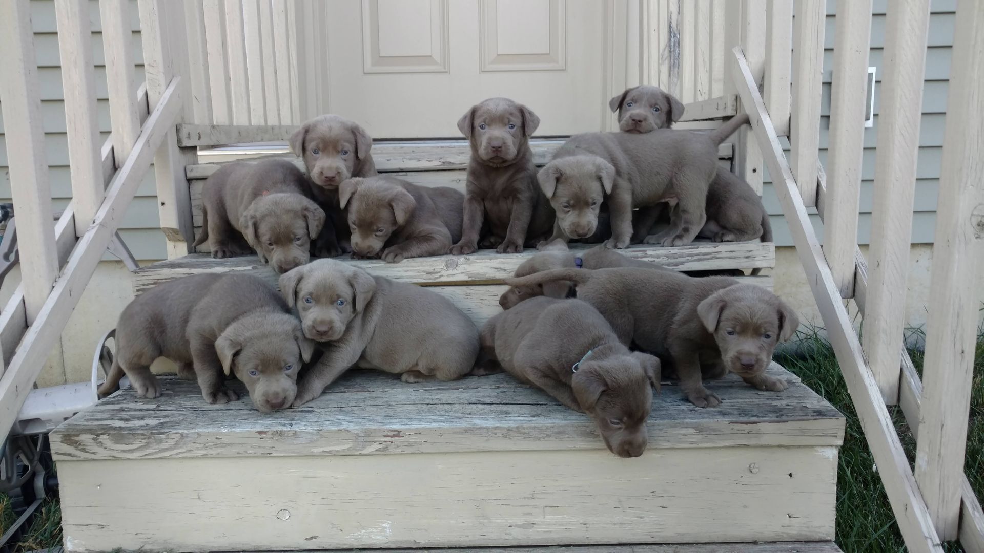 A group of puppies are laying on the steps of a house
