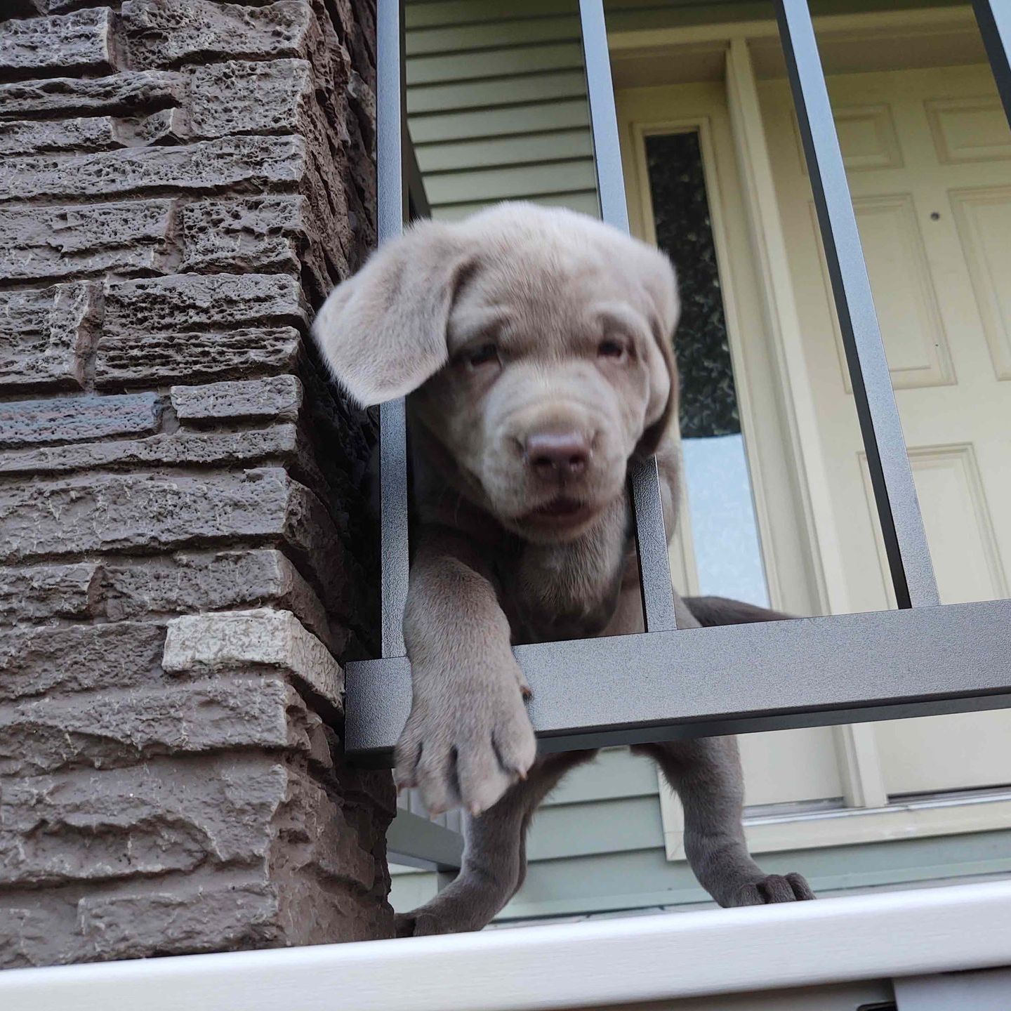 A puppy looking out of a window with a brick wall in the background