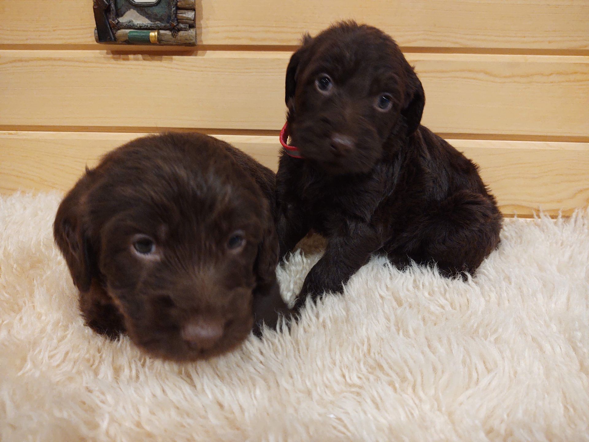 Two brown puppies are laying on a white blanket