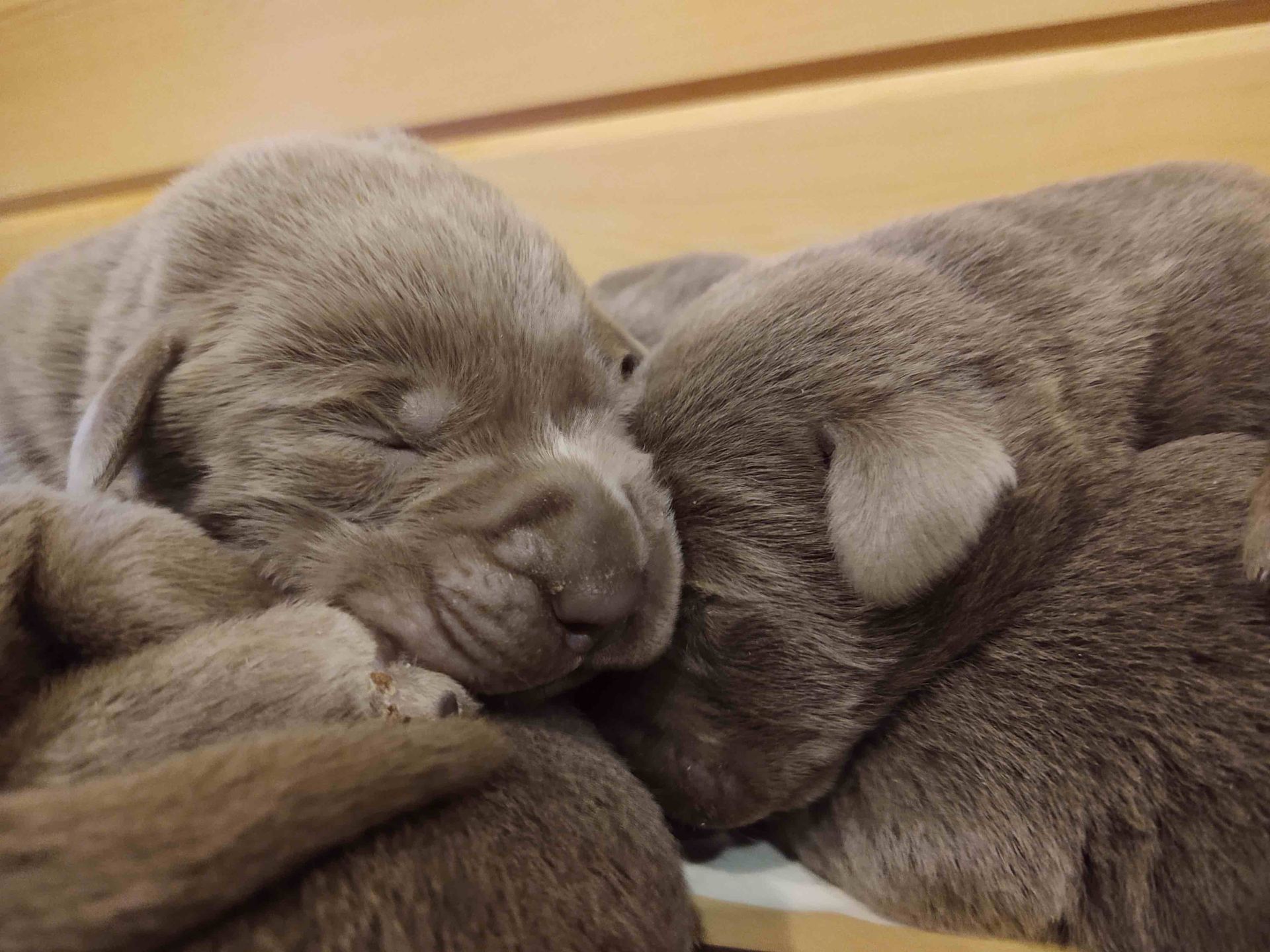 Two puppies are sleeping next to each other on a wooden table.