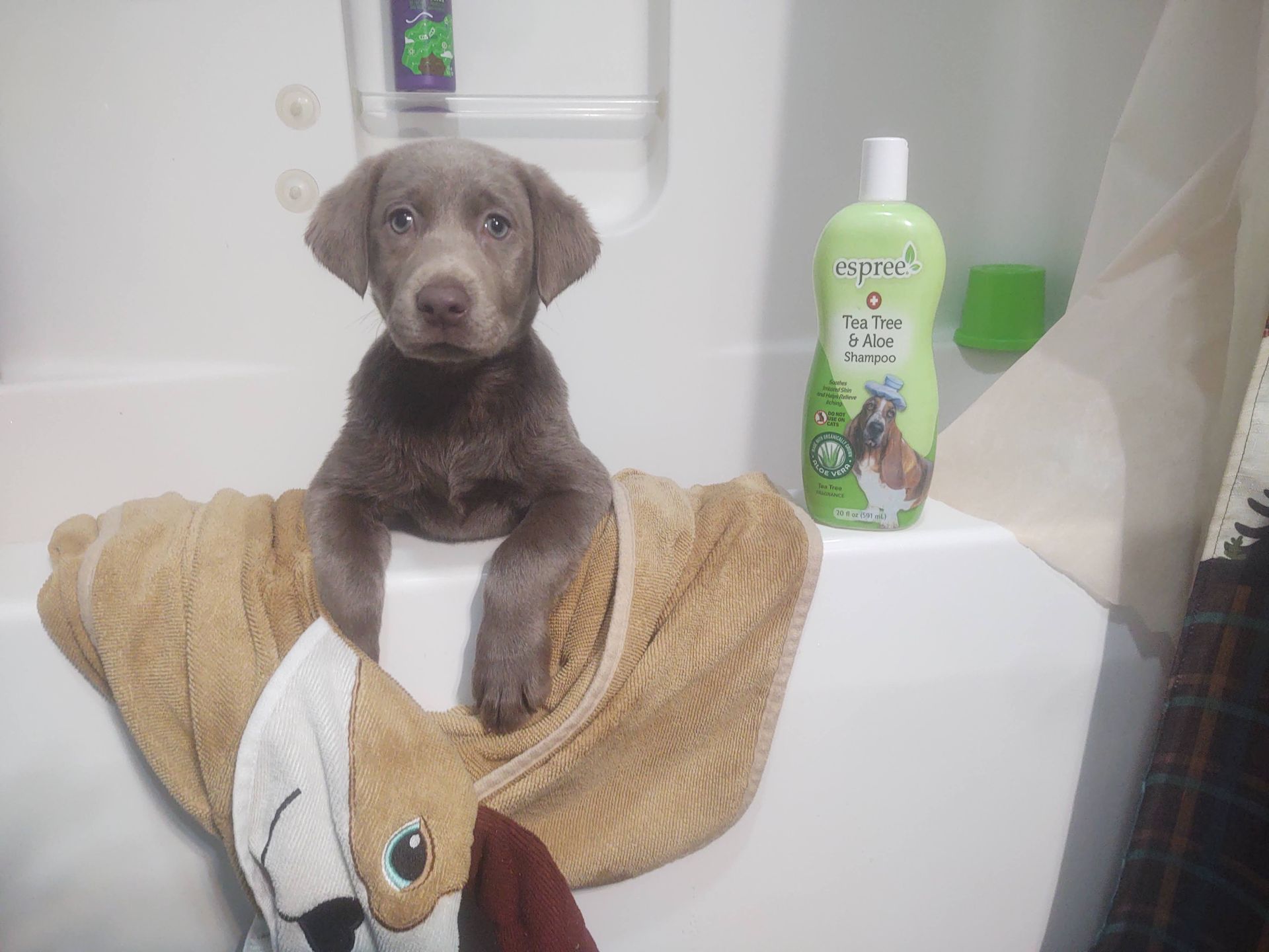 A puppy is sitting on a towel in a bathtub next to a bottle of dog shampoo.
