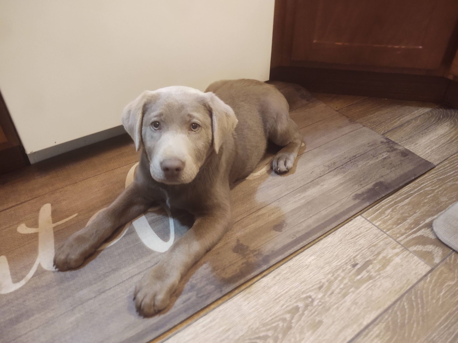 A puppy is laying on a rug on the floor.