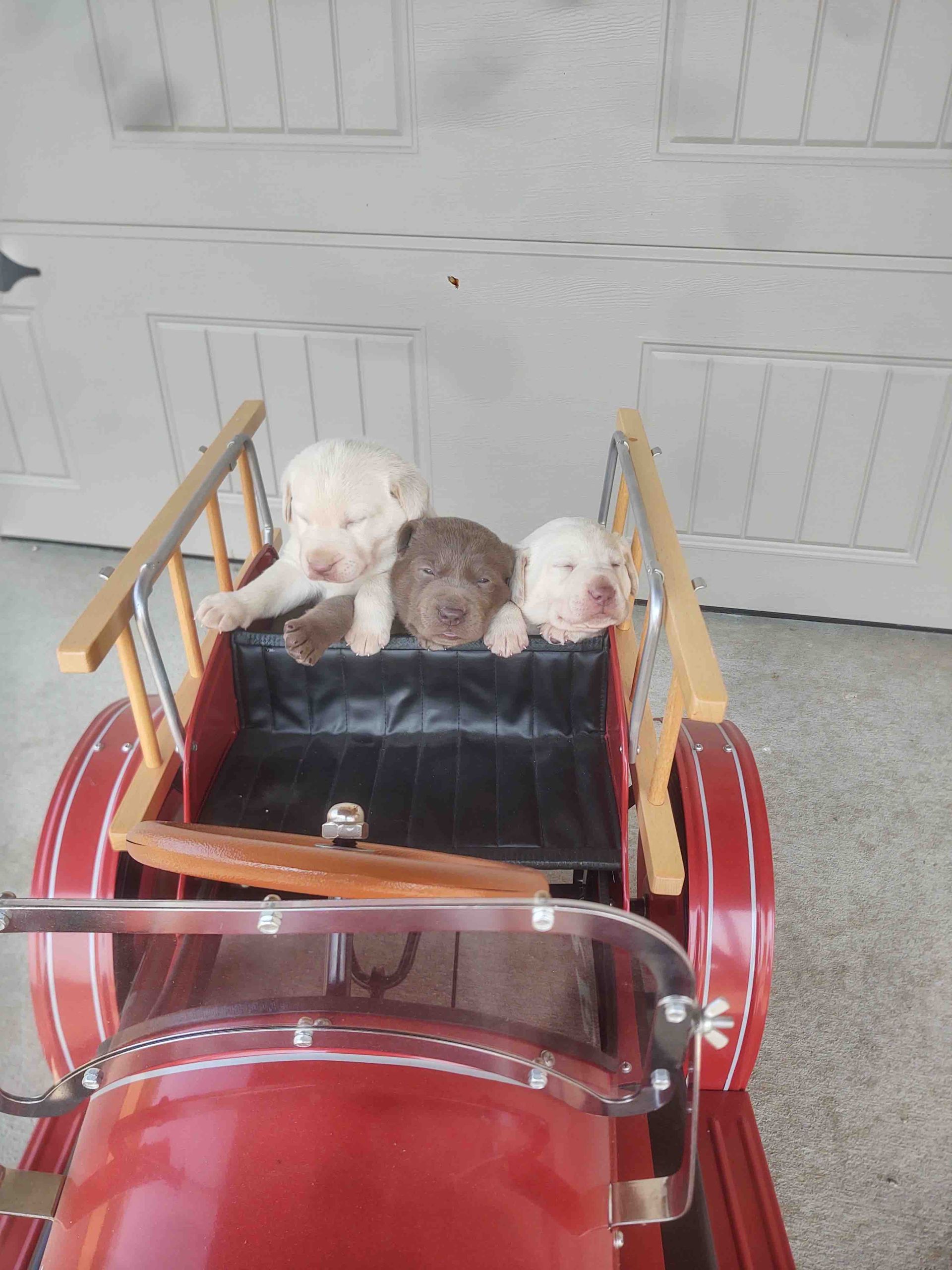 Three puppies are sitting in a red toy car.