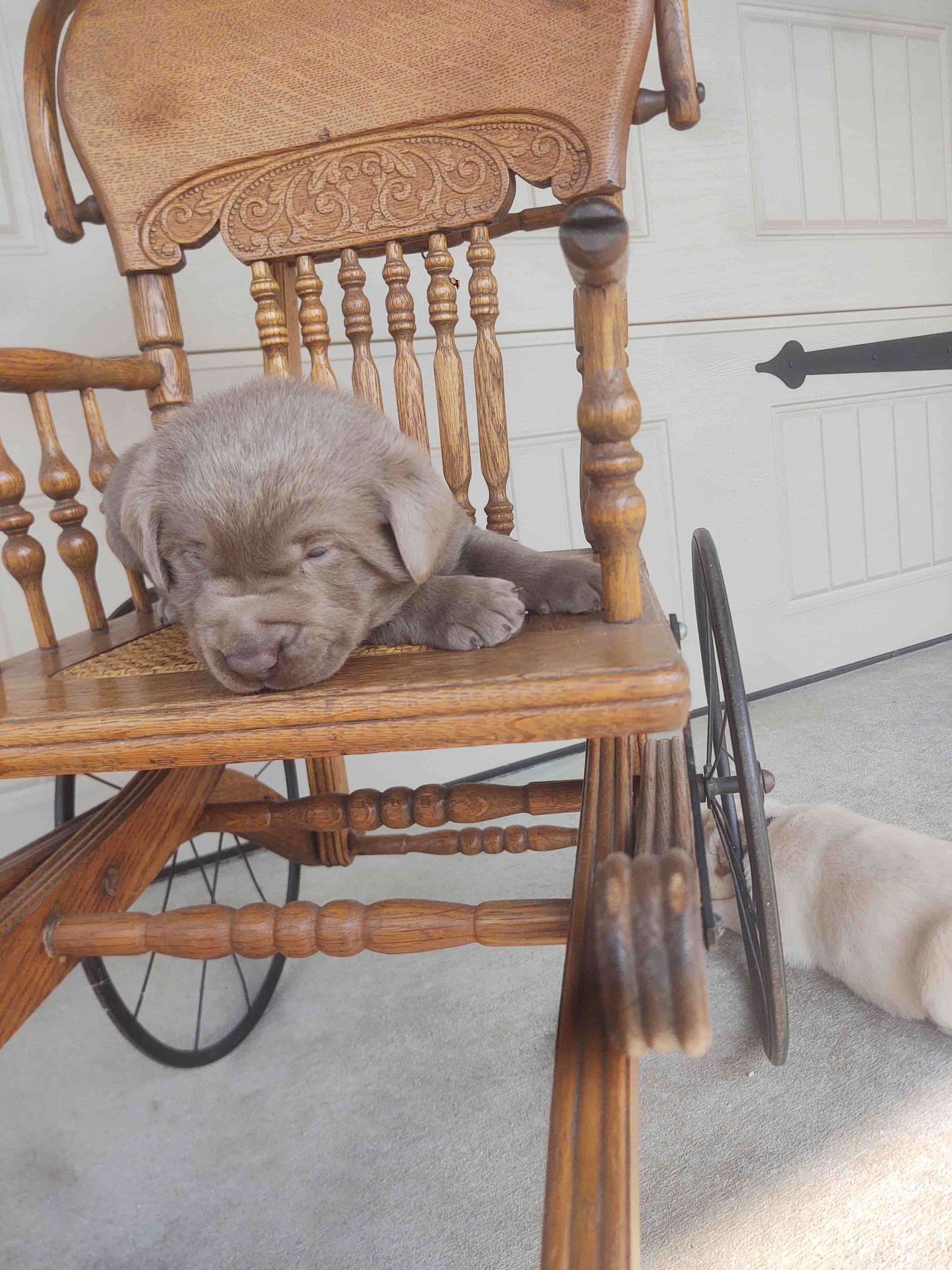A puppy is sleeping on a wooden rocking chair