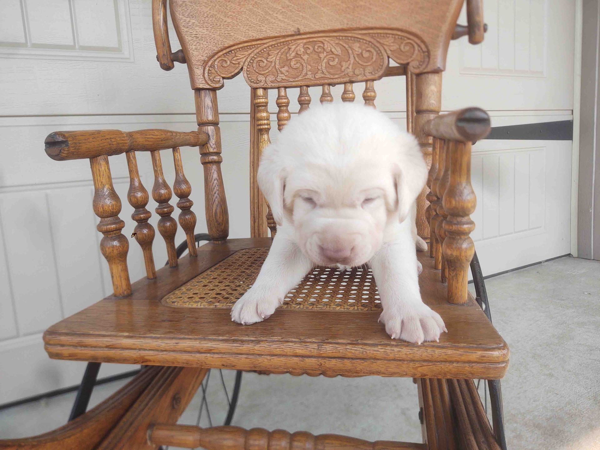 A white puppy is sitting on a wooden chair
