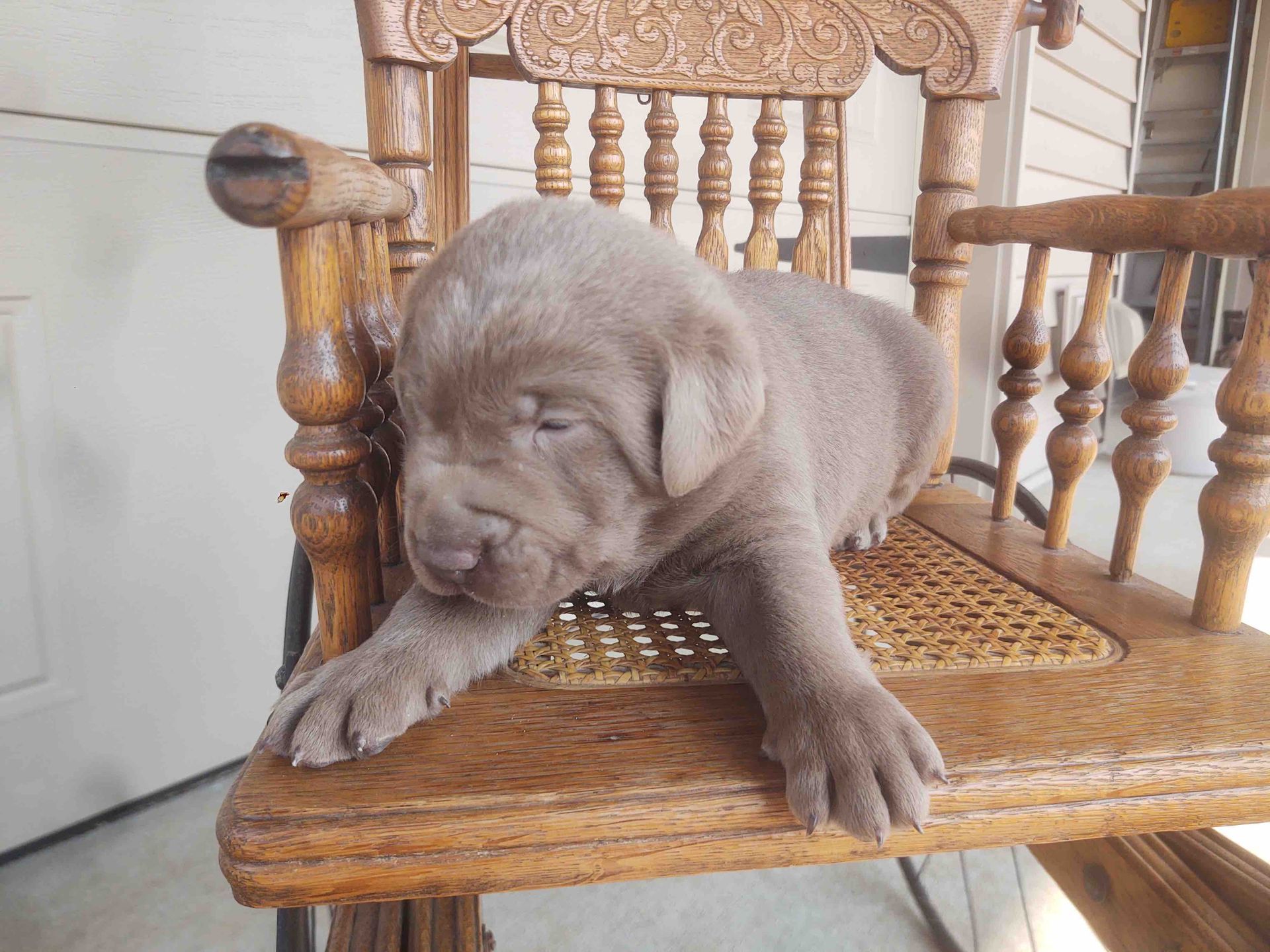 A puppy is sitting in a wooden rocking chair