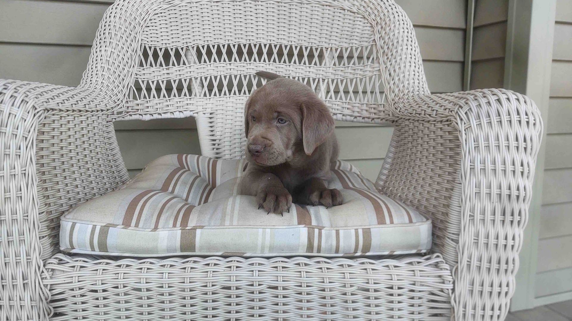 A puppy is sitting on a striped cushion in a wicker chair.