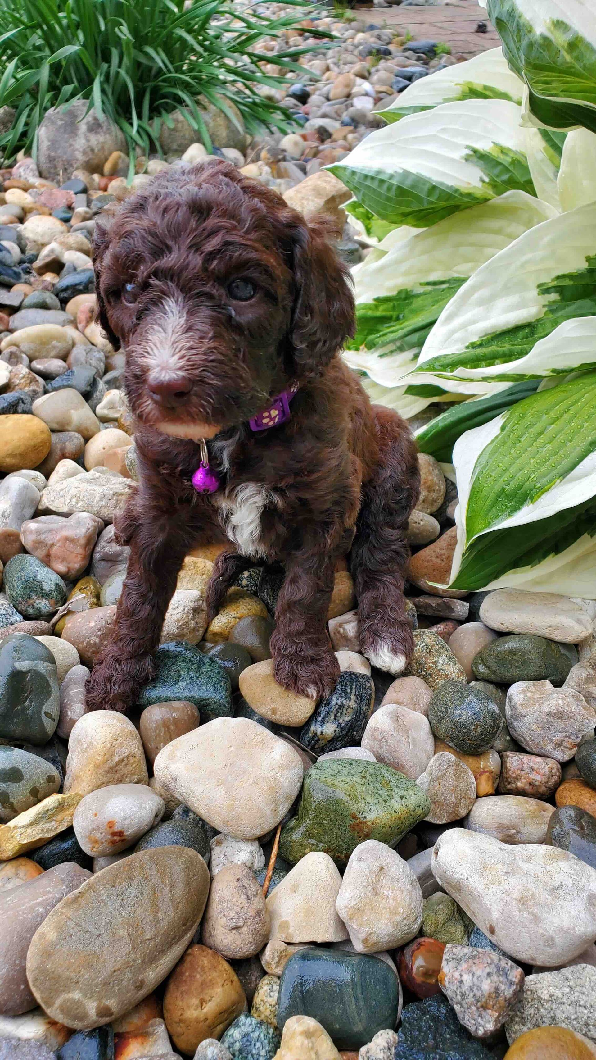 A brown puppy is sitting on a pile of rocks.