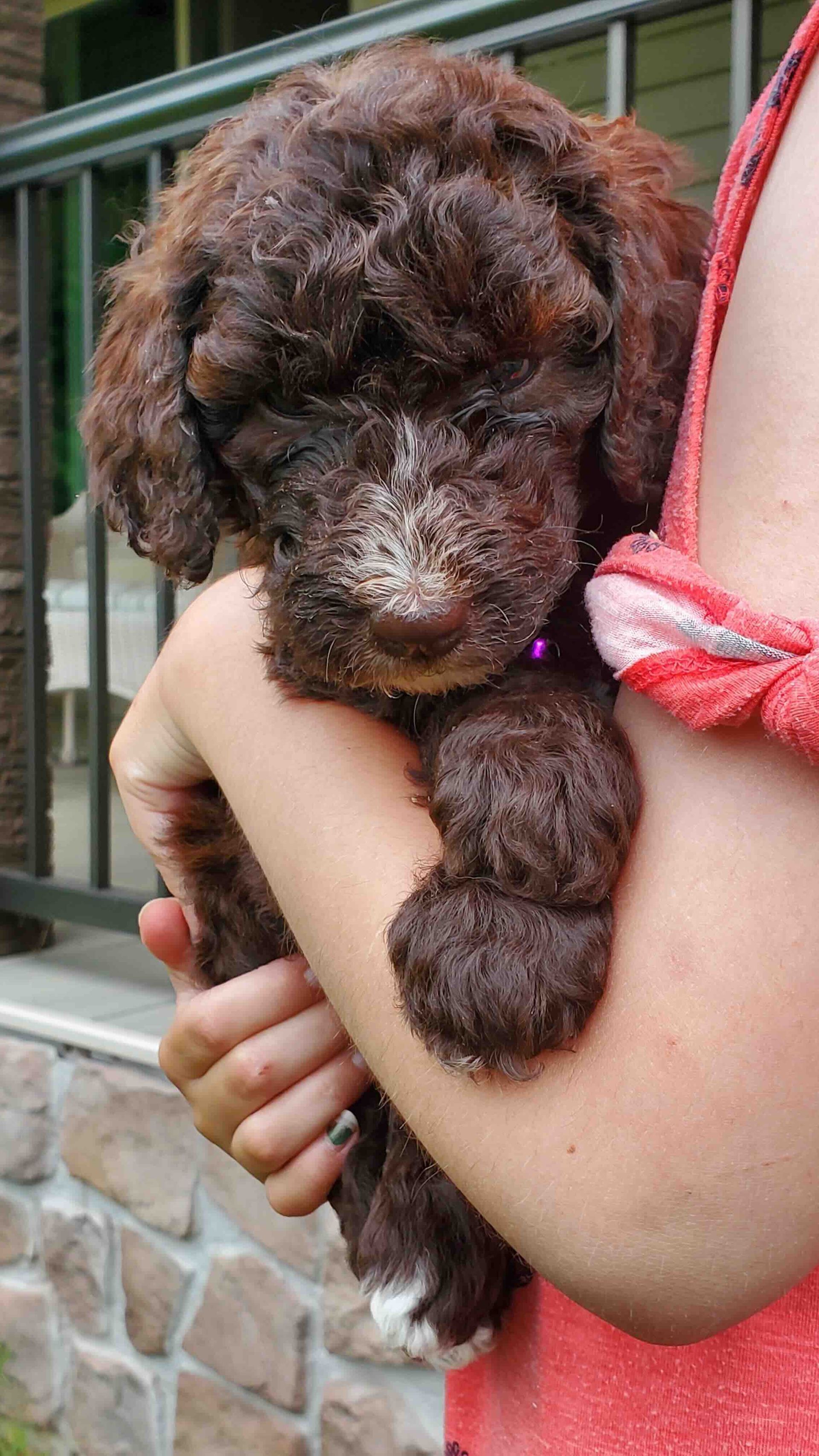 A person is holding a small brown puppy in their arms.