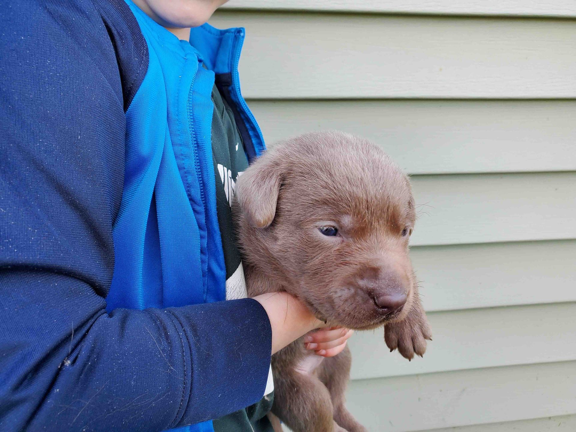 A young boy is holding a brown puppy in his arms.
