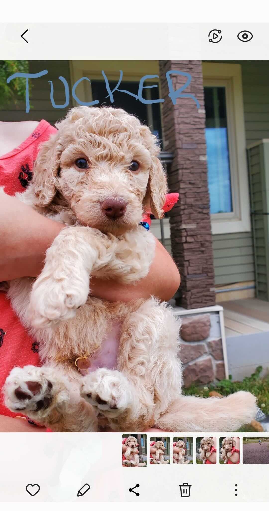 A person is holding a puppy in their arms in front of a house.