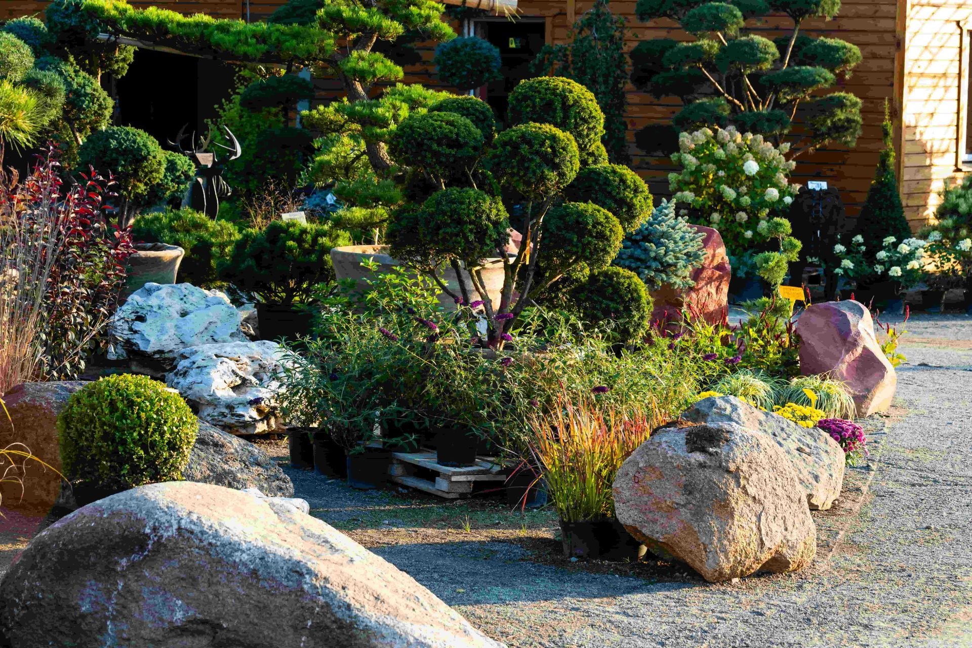 Japanese-style garden with trimmed shrubs, rocks, and gravel in bright sunlight