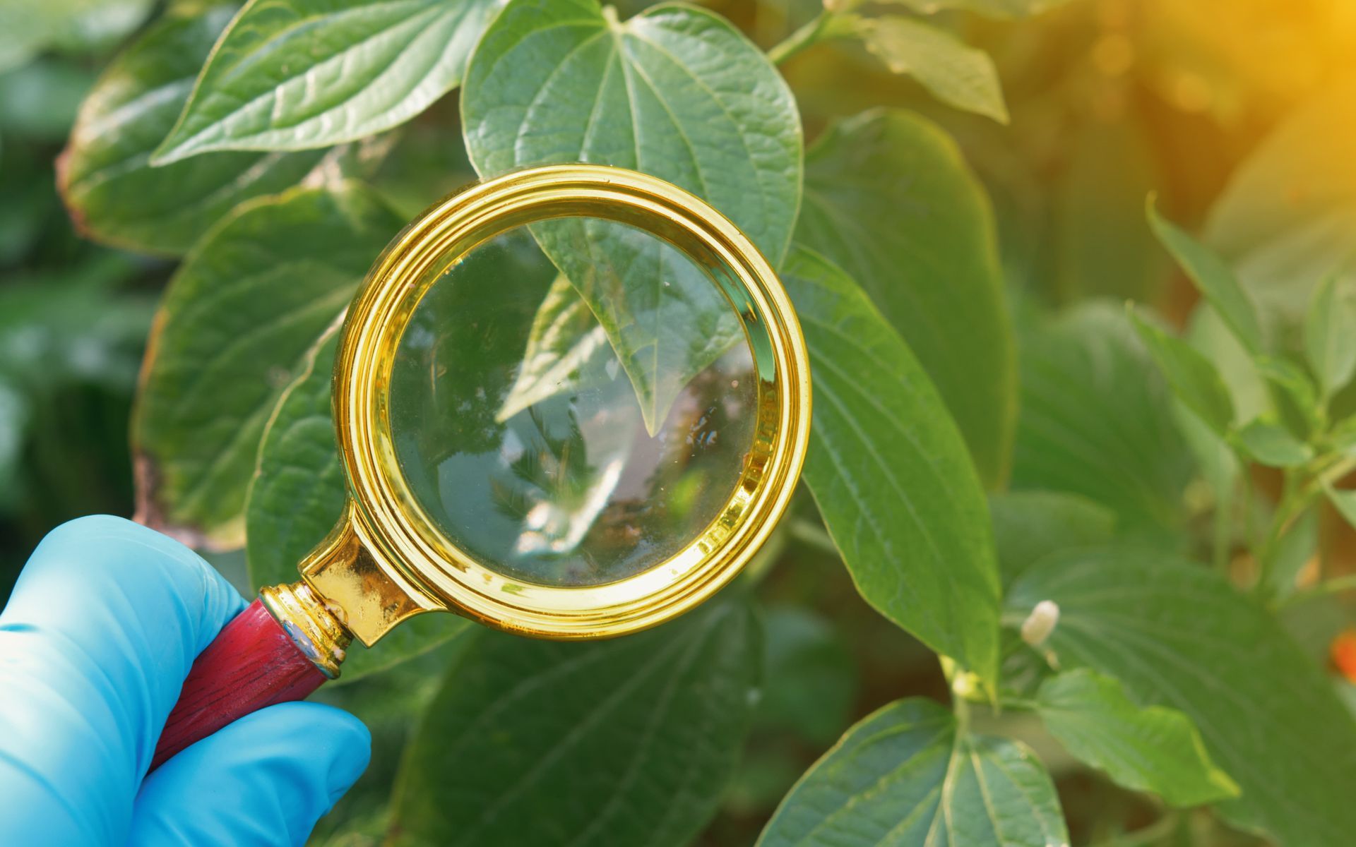 Gloved hand holds a magnifying glass over green leaves in sunlight