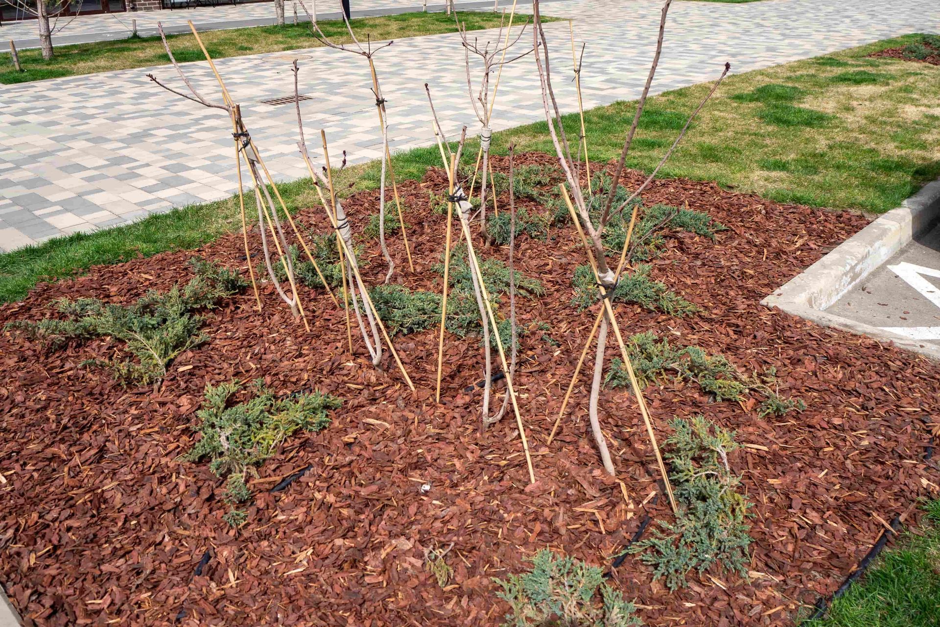 Young saplings planted in a mulched landscape bed beside a paved walkway