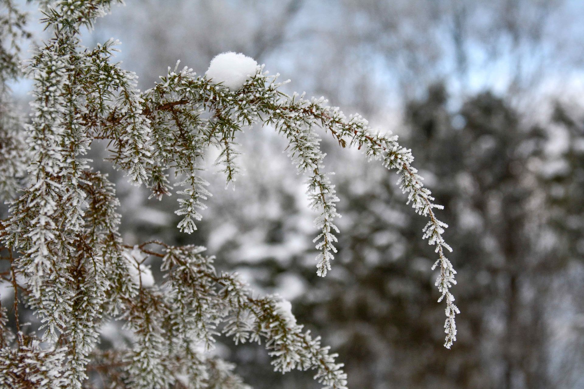Snow-dusted white blossoms on a drooping branch against a blurred winter forest background