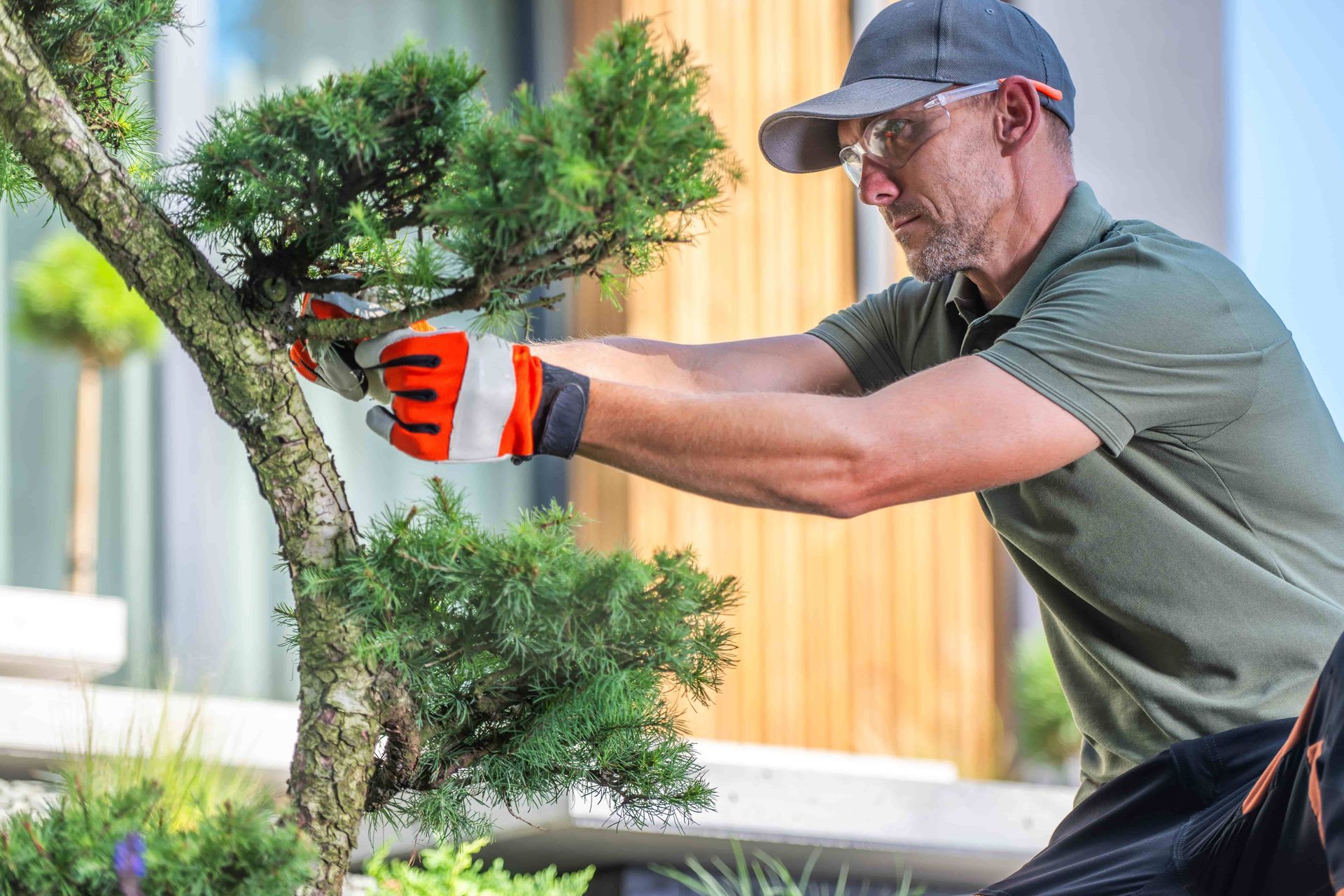 Man pruning a small tree with red clippers in a garden, wearing a cap and gloves.