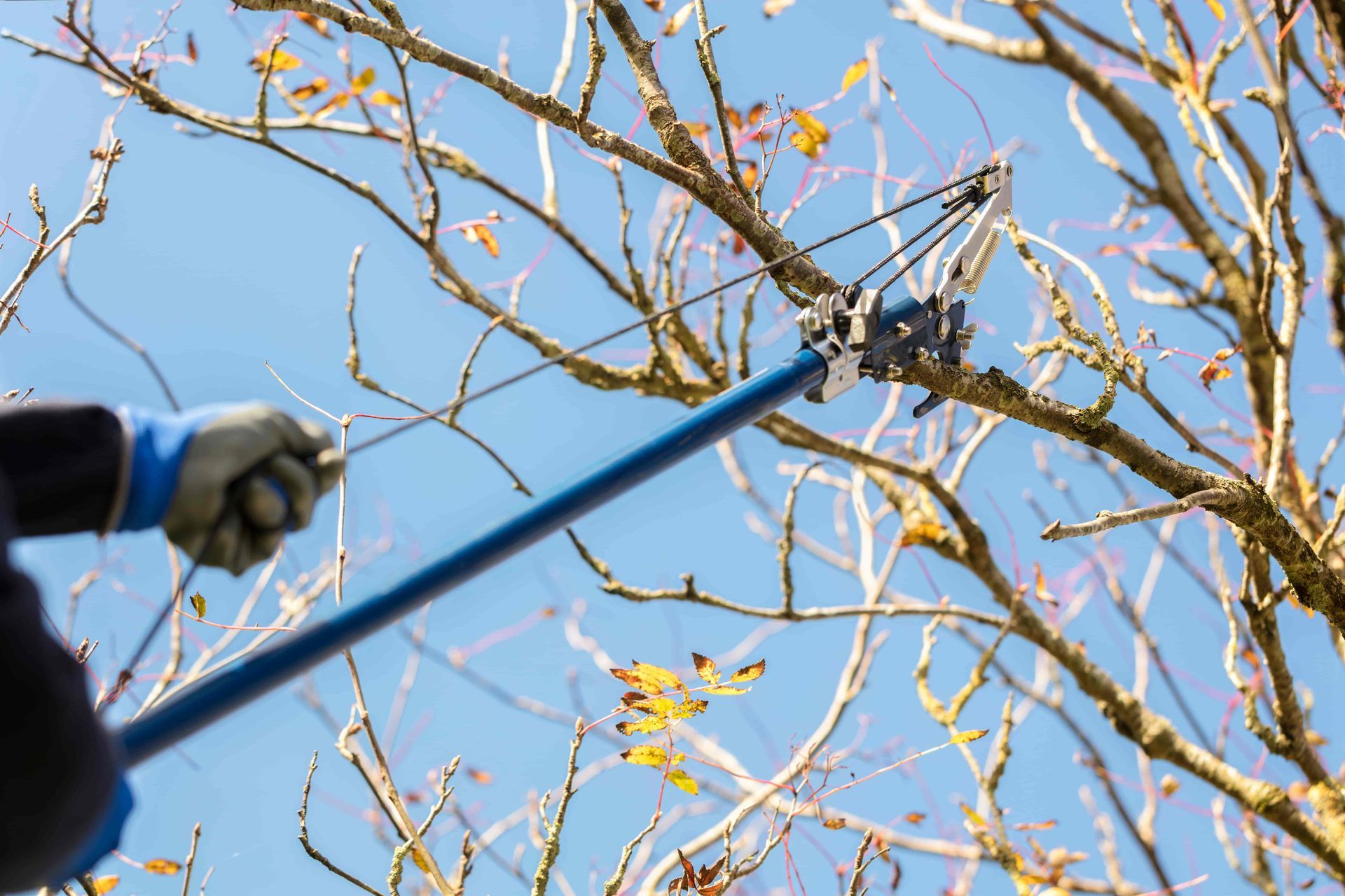 Gloved hand pruning tree branches with long lopper against a blue sky
