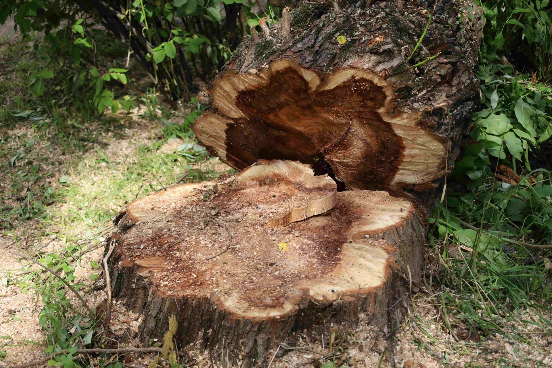 Two large cut tree stumps in a grassy, leafy outdoor area