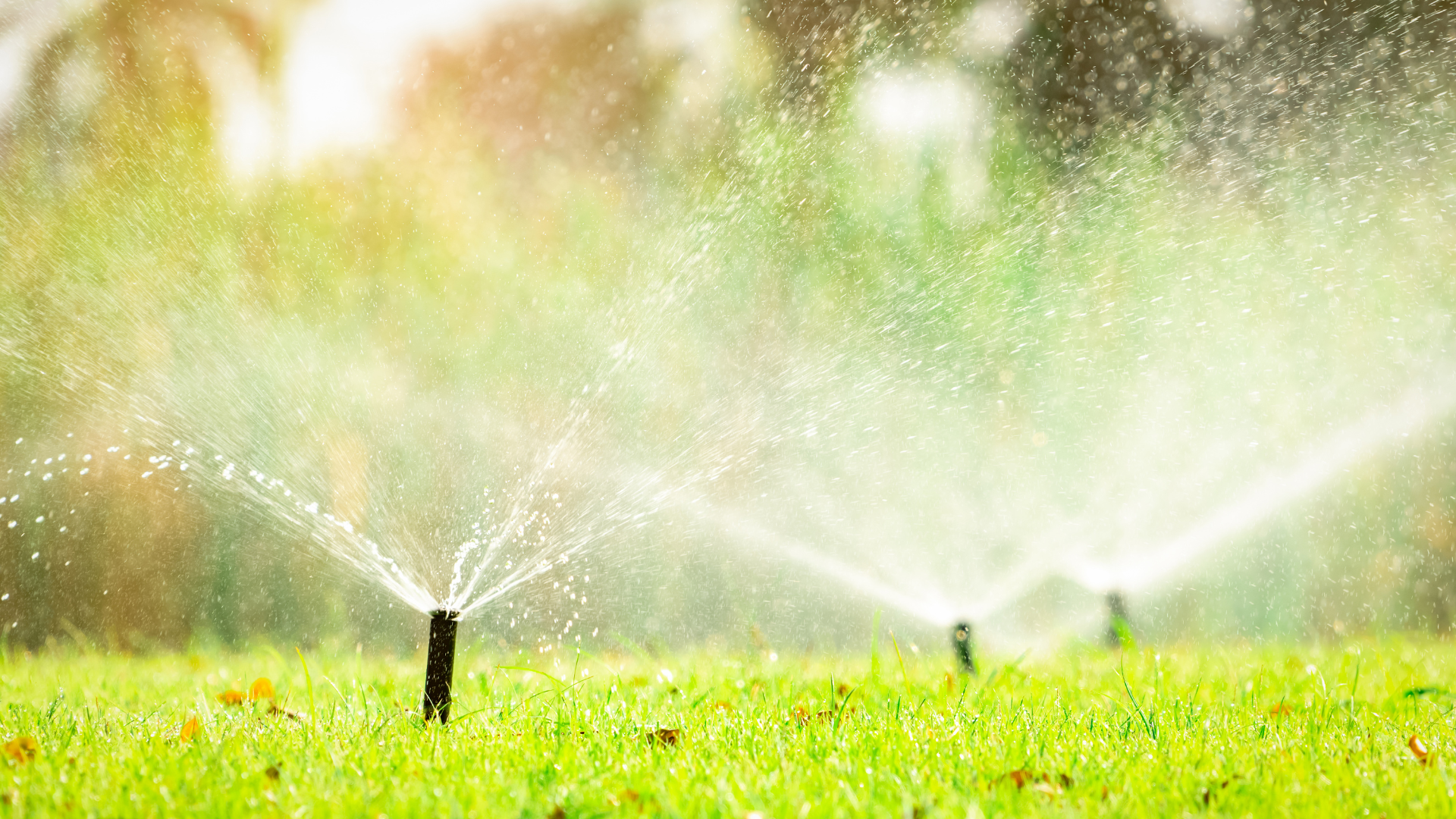 Sprinklers spraying water onto a green lawn on a sunny day.