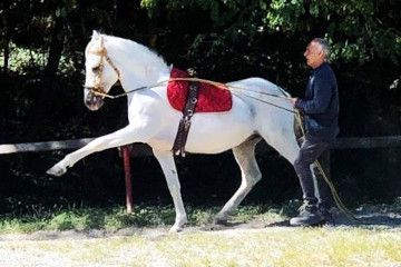 Un cavallo bianco con una coperta rossa avanza mentre una persona tiene le redini in una zona boschiva.