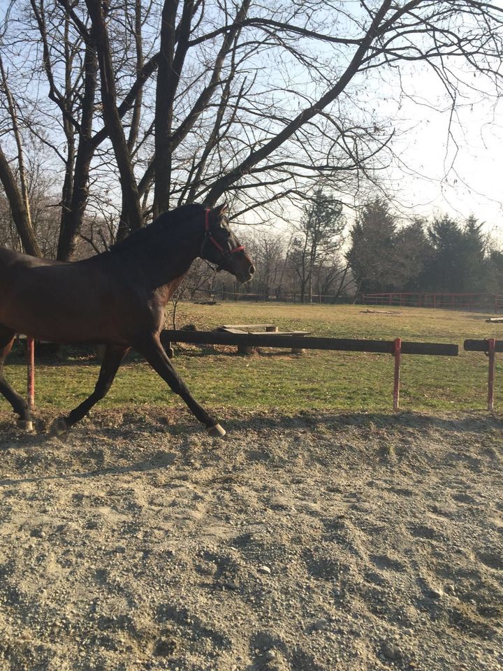 Cavallo marrone scuro al trotto in un paddock recintato, con alberi e un campo aperto sullo sfondo
