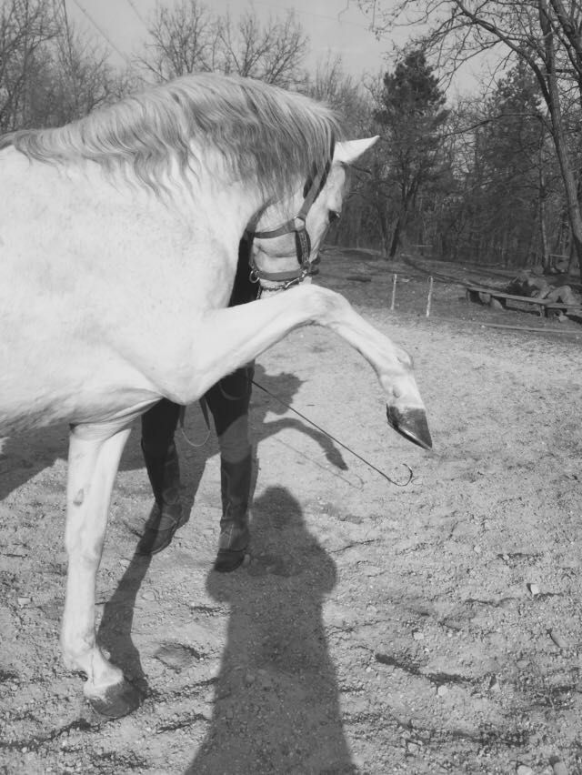 Cavallo con una zampa anteriore sollevata, in piedi in un paddock erboso vicino agli alberi.
