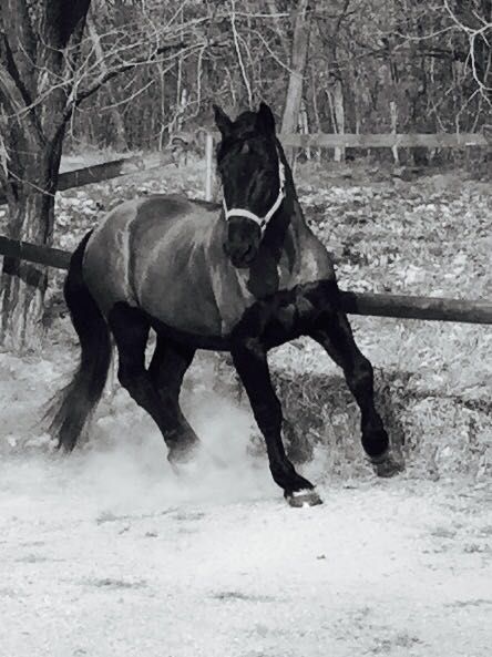 Cavallo nero al trotto nella neve accanto a una staccionata di legno in una zona boschiva