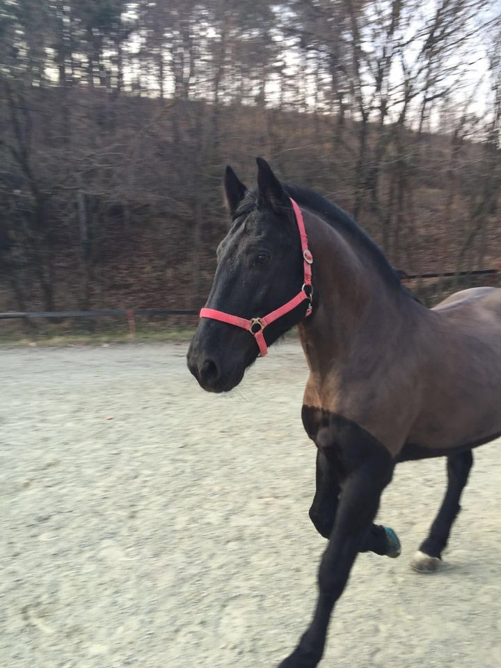 Cavallo marrone con una cavezza rossa al trotto in un paddock all’aperto vicino ad alberi spogli