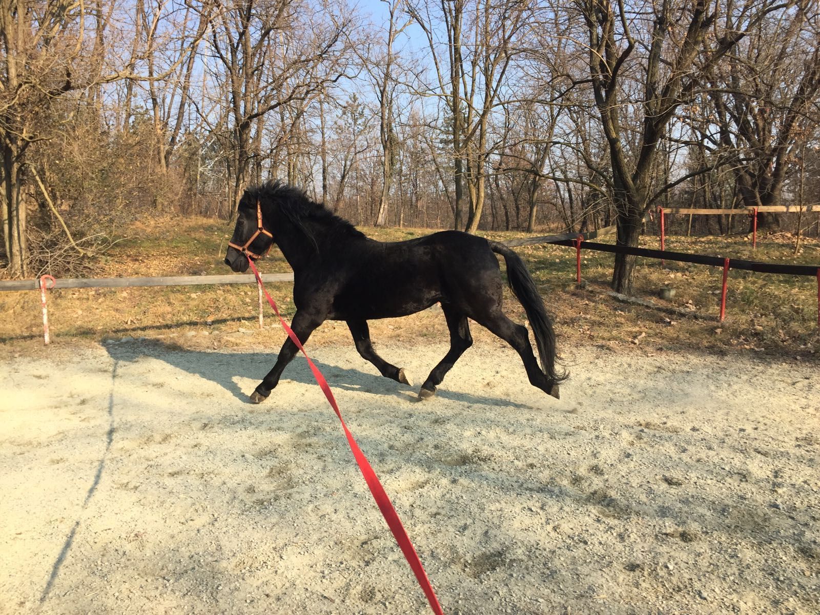 Cavallo nero al trotto con una lunghina rossa in un paddock all'aperto con fondo sabbioso e alberi sullo sfondo