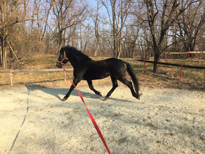 Cavallo nero in piedi su gradini di pietra davanti all’ingresso di un edificio
