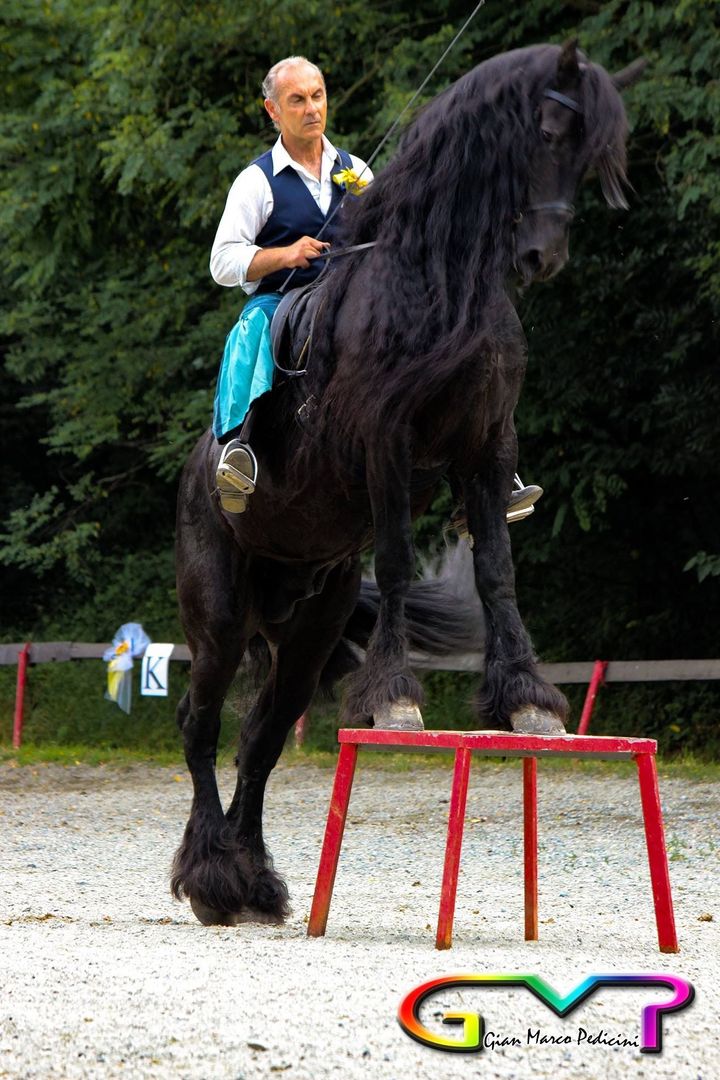 Cavallo nero impennato mentre il cavaliere con la camicia blu si regge sulla sua schiena, sopra uno sgabello rosso all’aperto