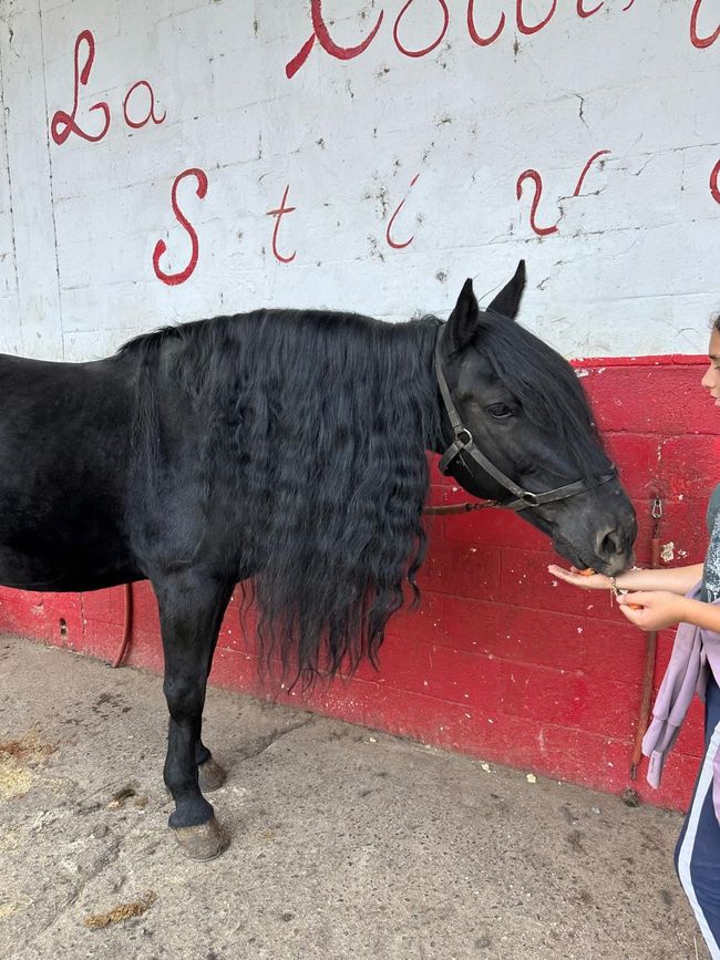 Due cavalieri a cavallo con un istruttore in un maneggio all’aperto, sotto gli alberi