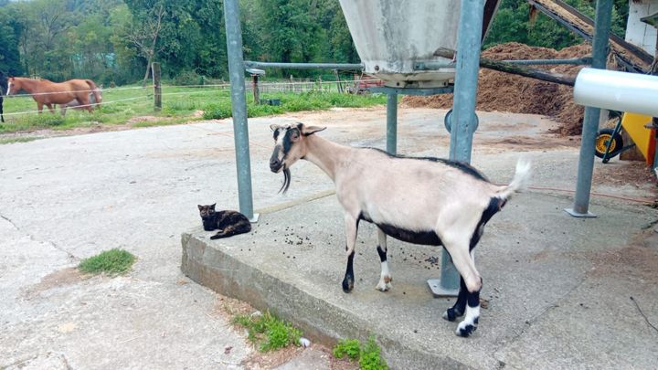 Due cavalieri a cavallo in un’arena sabbiosa, uno su un cavallo nero e l’altro su un cavallo bianco, con alberi sullo sfondo
