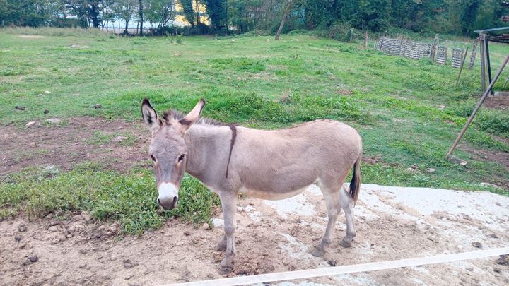 Cavallo nero impennato mentre il cavaliere con la camicia blu si regge sulla sua schiena, sopra uno sgabello rosso all’aperto