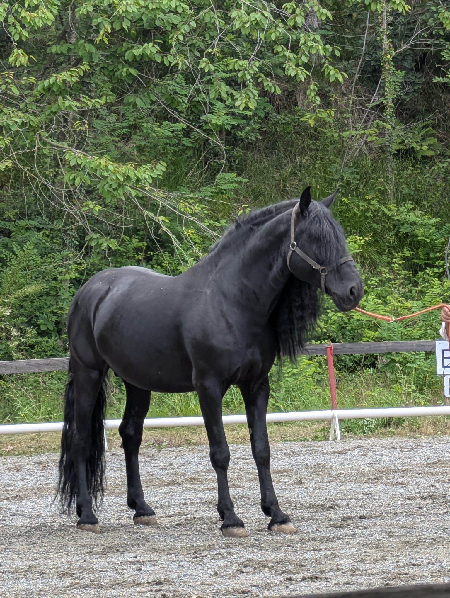 Cavaliere su un cavallo nero lungo un sentiero nel bosco illuminato dal sole, tra alberi che si inarcano