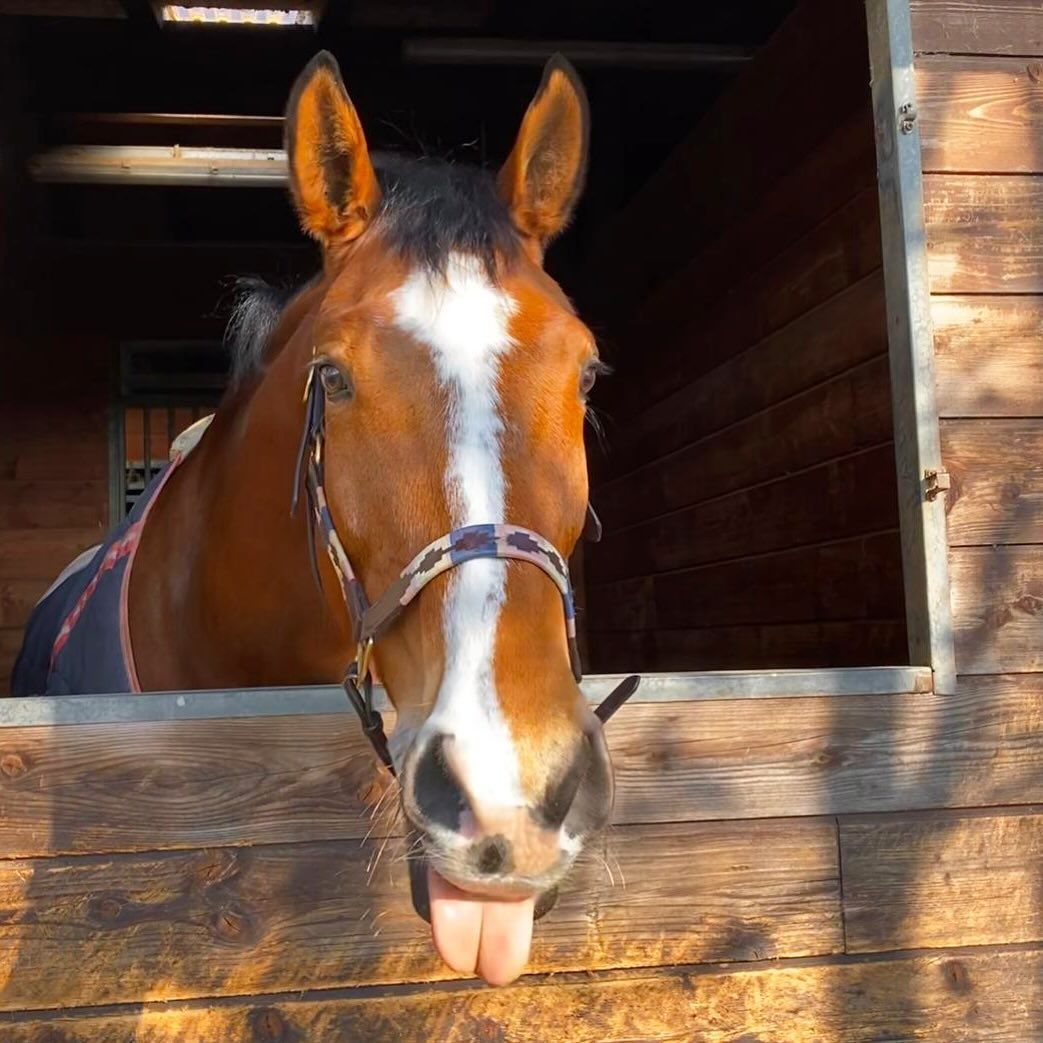 Cavallo marrone con una lista bianca che tira fuori la lingua oltre una porta di stalla in legno