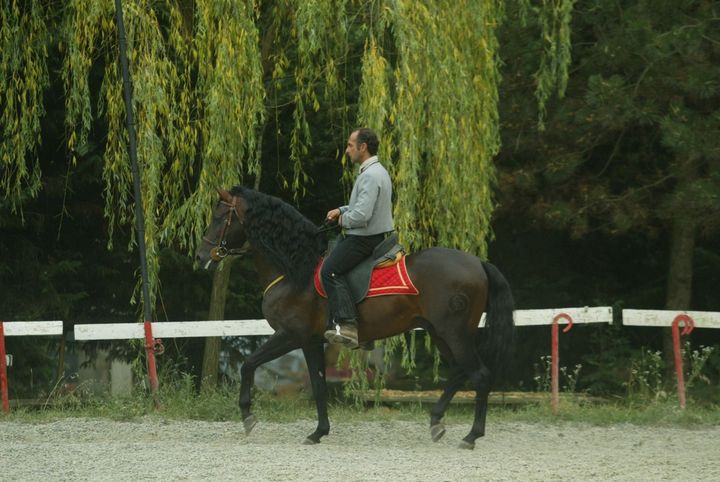 Una persona a cavallo di un cavallo nero in un’arena all’aperto, con una sella rossa, sotto dei salici