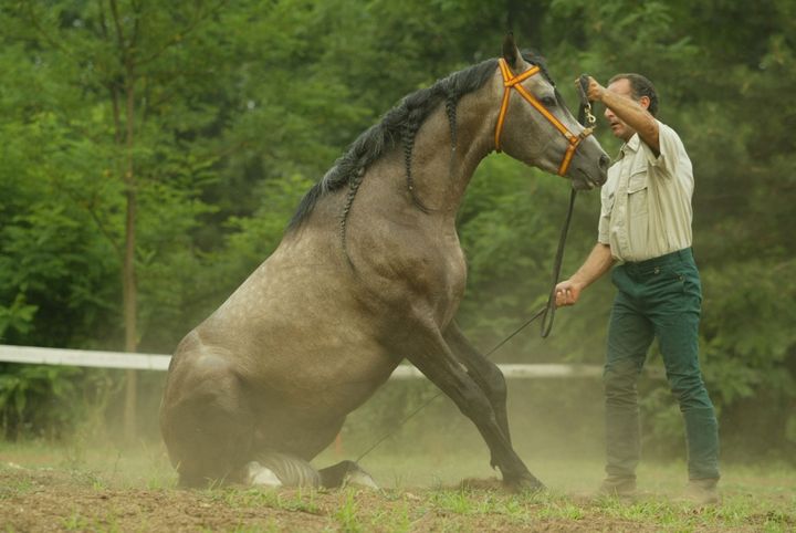 Una persona trattiene un cavallo che si impenna in un recinto polveroso