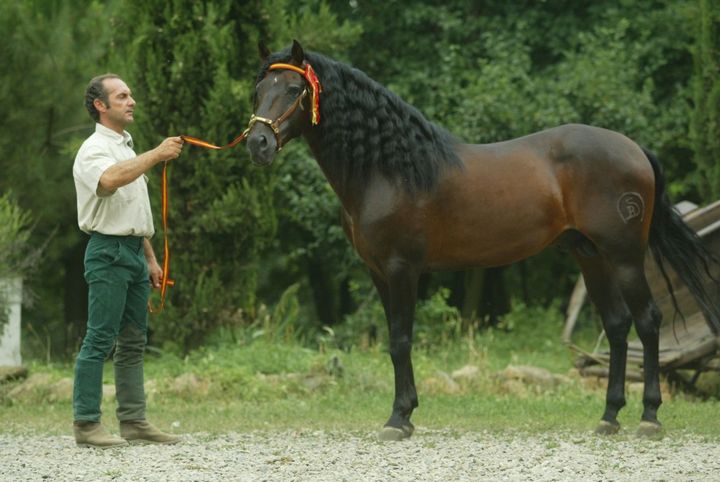 Uomo con camicia bianca che conduce un cavallo scuro con redini arancioni su un sentiero ghiaioso costeggiato da alberi