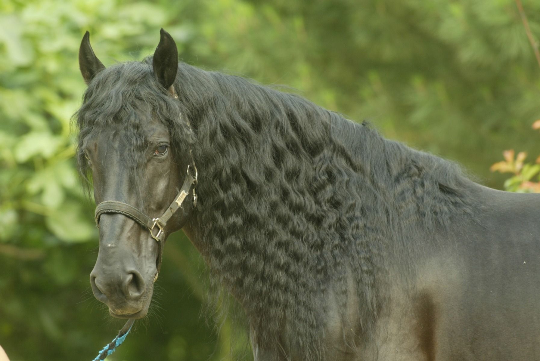 Cavallo nero con criniera intrecciata, in piedi all’aperto su uno sfondo verde