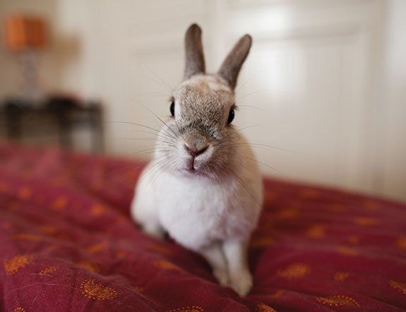 White Rabbit — Orland Park, IL — Animal Medical Center of Orland Park White Rabbit — Orland Park, IL — Animal Medical Center of Orland Park