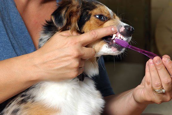 Vet Brushing the Dog's Teeth — Orland Park, IL — Animal Medical Center of Orland Park Vet Brushing the Dog's Teeth — Orland Park, IL — Animal Medical Center of Orland Park