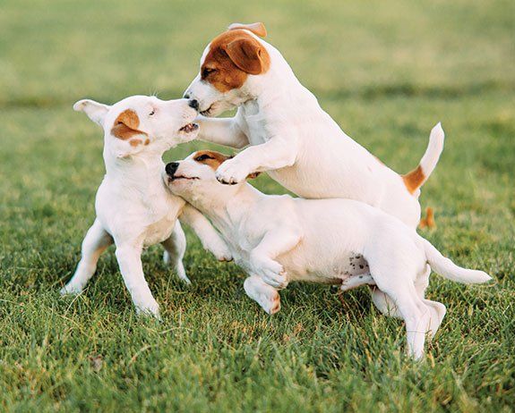 Jack Russell Puppies — Orland Park, IL — Animal Medical Center of Orland Park Jack Russell Puppies — Orland Park, IL — Animal Medical Center of Orland Park