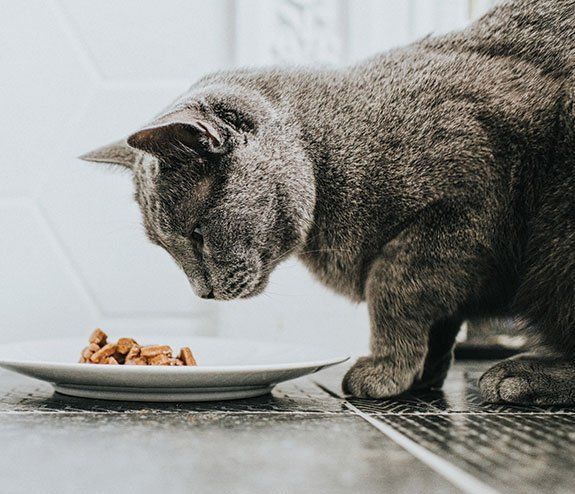 Grey Cat Eating Food — Orland Park, IL — Animal Medical Center of Orland Park Grey Cat Eating Food — Orland Park, IL — Animal Medical Center of Orland Park