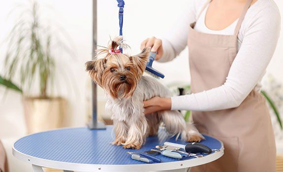 Woman Brushing the Dog's Hair — Orland Park, IL — Animal Medical Center of Orland Park Woman Brushing the Dog's Hair — Orland Park, IL — Animal Medical Center of Orland Park