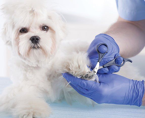 Vet Trimming the Nails of a White Dog — Orland Park, IL — Animal Medical Center of Orland Park Vet Trimming the Nails of a White Dog — Orland Park, IL — Animal Medical Center of Orland Park