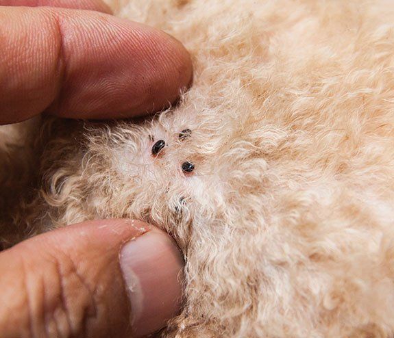 Fleas — Orland Park, IL — Animal Medical Center of Orland Park Fleas — Orland Park, IL — Animal Medical Center of Orland Park
