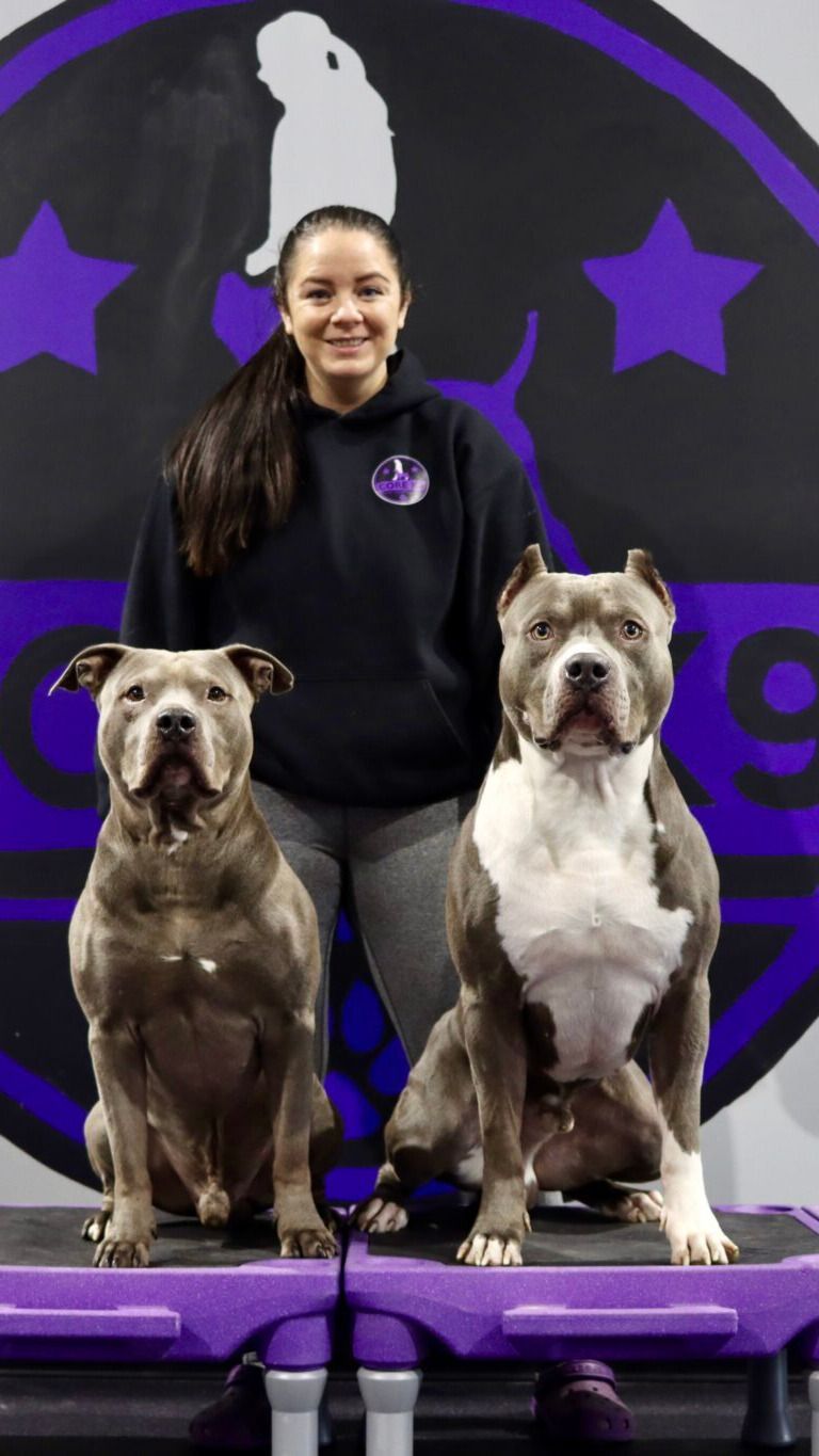 Core K9 Training