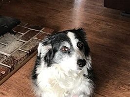 Black and white dog with grey muzzle looking up, sitting on a wooden floor near a brick fireplace. | Morin Brothers Automotive