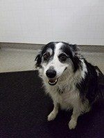 Black and white Border Collie sits, looking at camera with a happy expression. | Morin Brothers Automotive